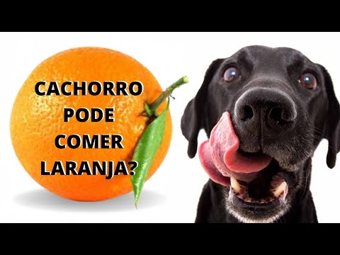 Vídeo: Os cães devem comer tangerinas?