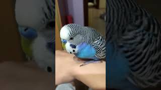 Говорящий волнистый попугай