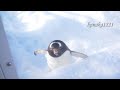 旭山動物園 ジェンツーペンギン37番に捧ぐ-Gentoo Penguin #37's own life