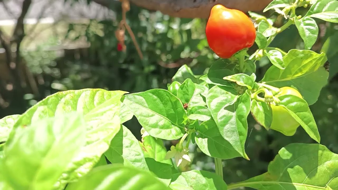 #videos#flowerphotography#chilli#reaper#hotas#cactus@kapcoastsunsetcliviaseascapes