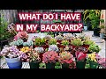 #143 WHAT DO I HAVE IN MY BACKYARD | SEN ĐÁ & VƯỜN RAU SAU NHÀ MÌNH | Cuộc sông Mỹ