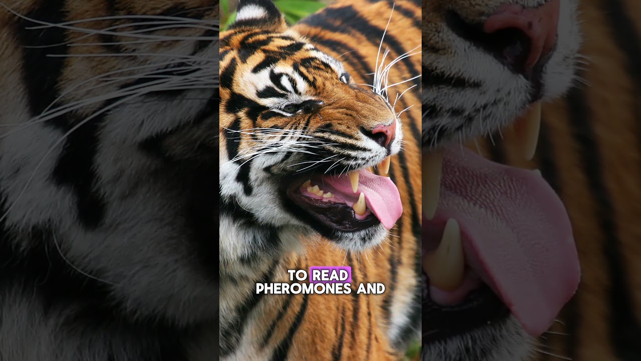 What is that funny face your cat makes when they smell something stinky?