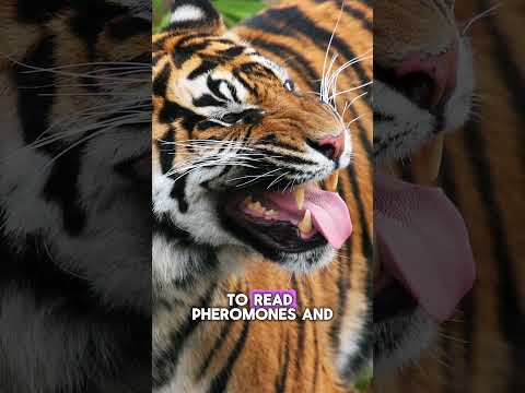 What is that funny face your cat makes when they smell something stinky?