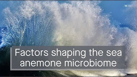 The microbiome of the sea anemone N. vectensis is shaped by the host and bacterial interactions