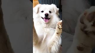 Adorable White Dog Greetings