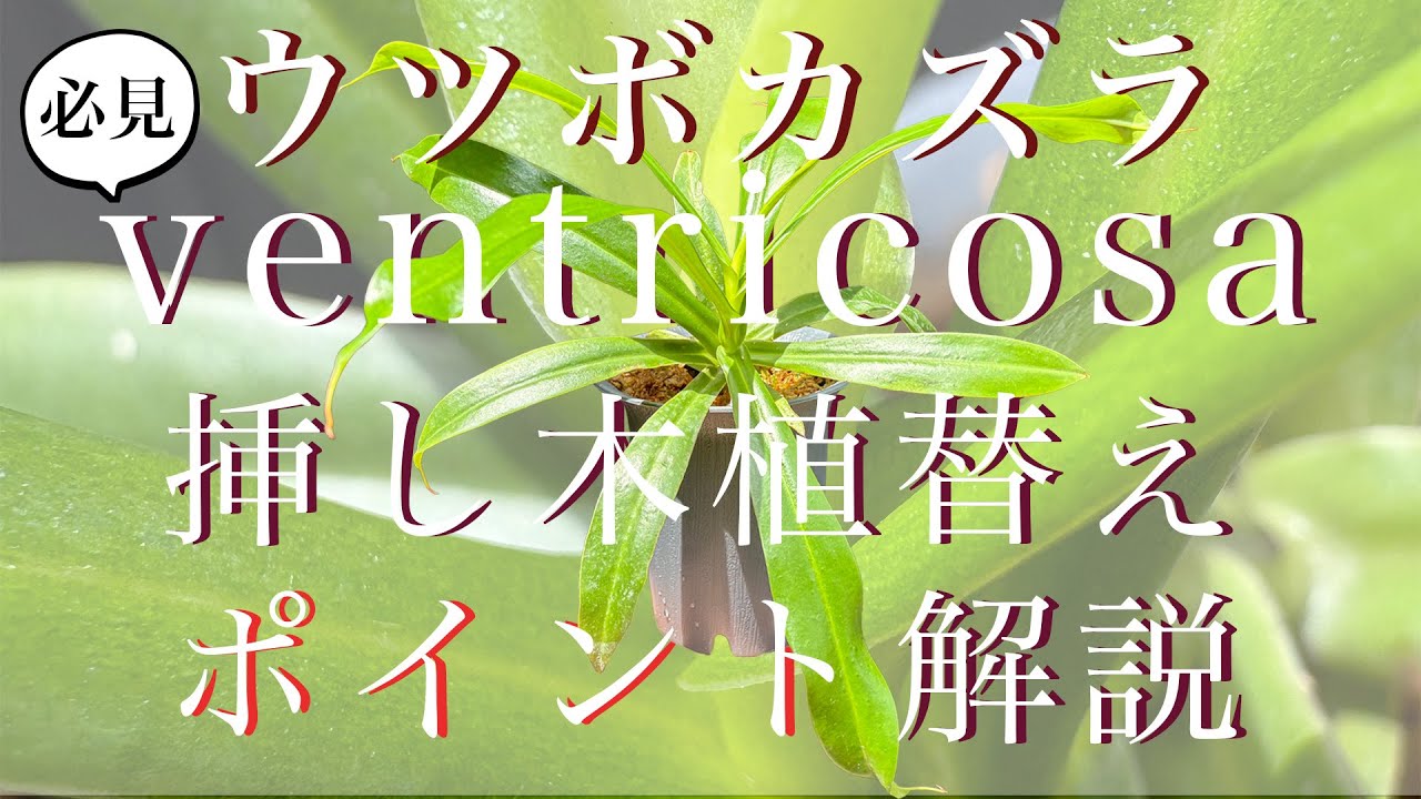 【必見】ウツボカズラ挿し木植替えポイント解説付き！