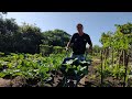 colheita de verduras orgânica