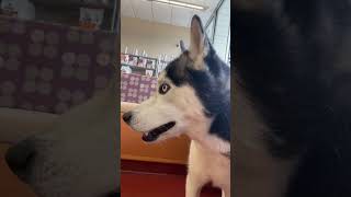 Husky Wants To Save His Friend From The Vet