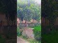 “Abbottabad DHO Office in Magical Monsoon Rain ☔”