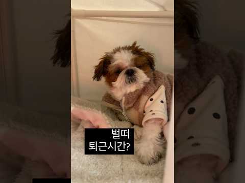 퇴근들해 치킨이 기다려 #시츄일상 #강아지 #강아지브이로그 #shihtzugram #shihtzu
