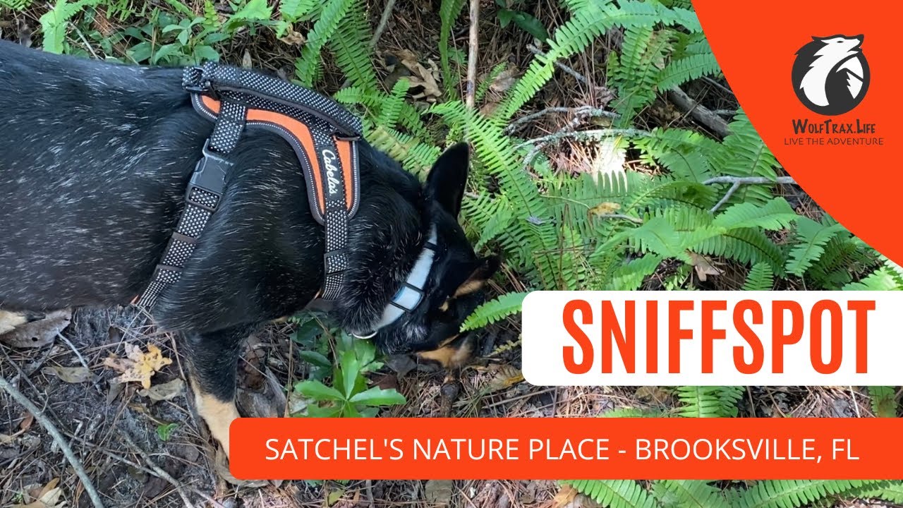 Private Dog Park | Quick Tour & Review