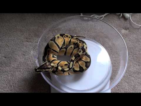Pastel Enchi Update!