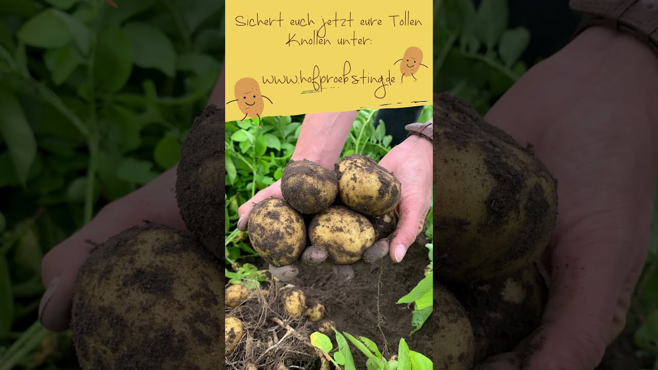 unsere Sorten Marabel & Belana