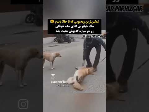 تقلید سگ بومی برای نوازش ومهربانی مظلوم لطیفه خندارترین کلیپ حیوانات هم به محبت احتیاج دارند 