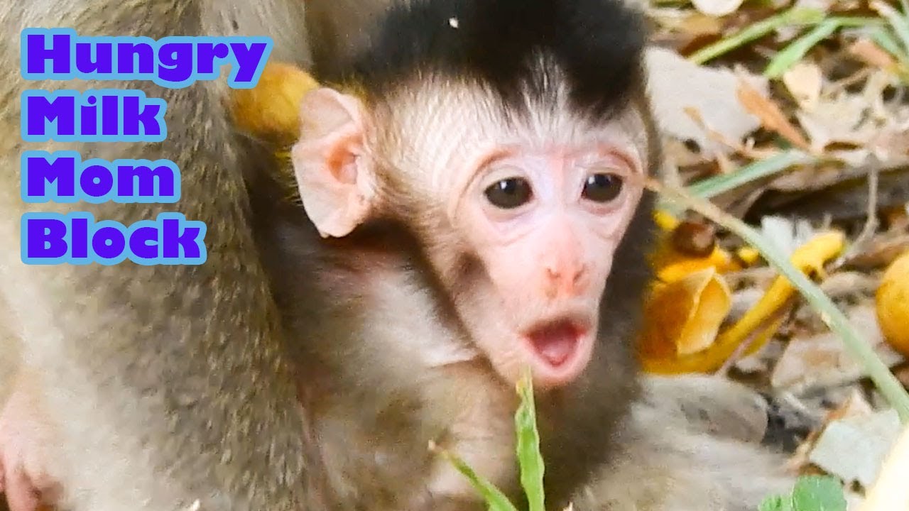 Pity New Born Baby Super Hungry Milk, Mom Blocking Baby very angry With That, Why Why  Just Born