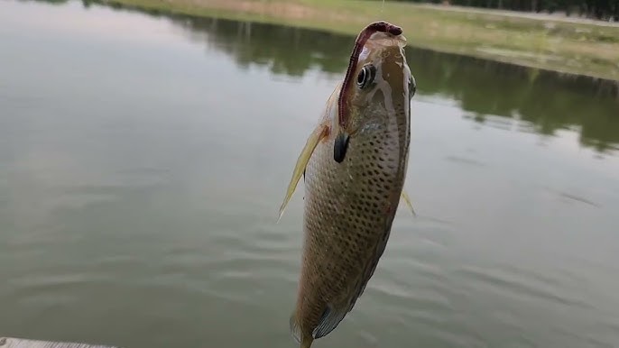 Largemouth bass fishing with mule fishing horse fly 