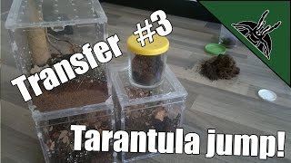 Transfer 3 - TARANTULA JUMP!