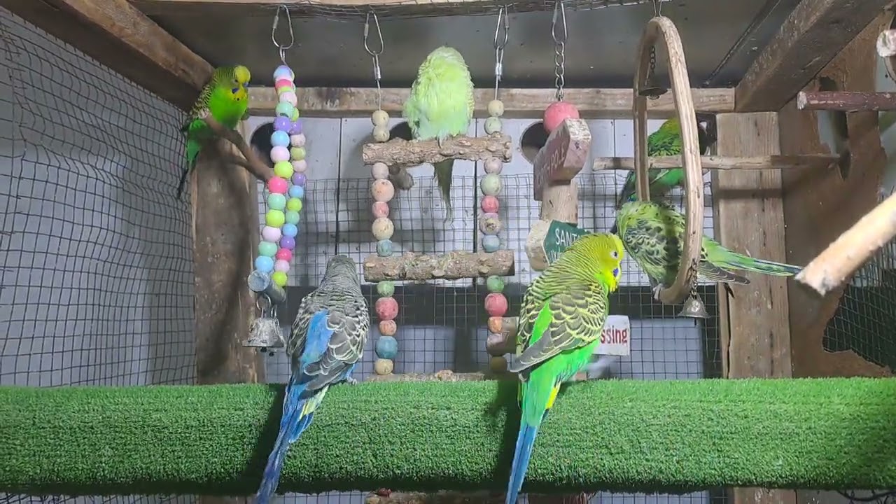 Parrot Behavior Moments
