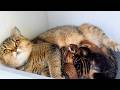 Cat gave birth to 5 multi-colored kittens