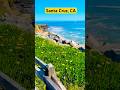 Flowers are blooming at Santa Cruz, CA #spring#santacruzcalifornia #california