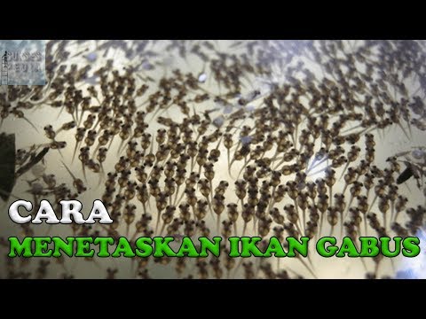 Cara Berkembang Biak Ikan Gabus