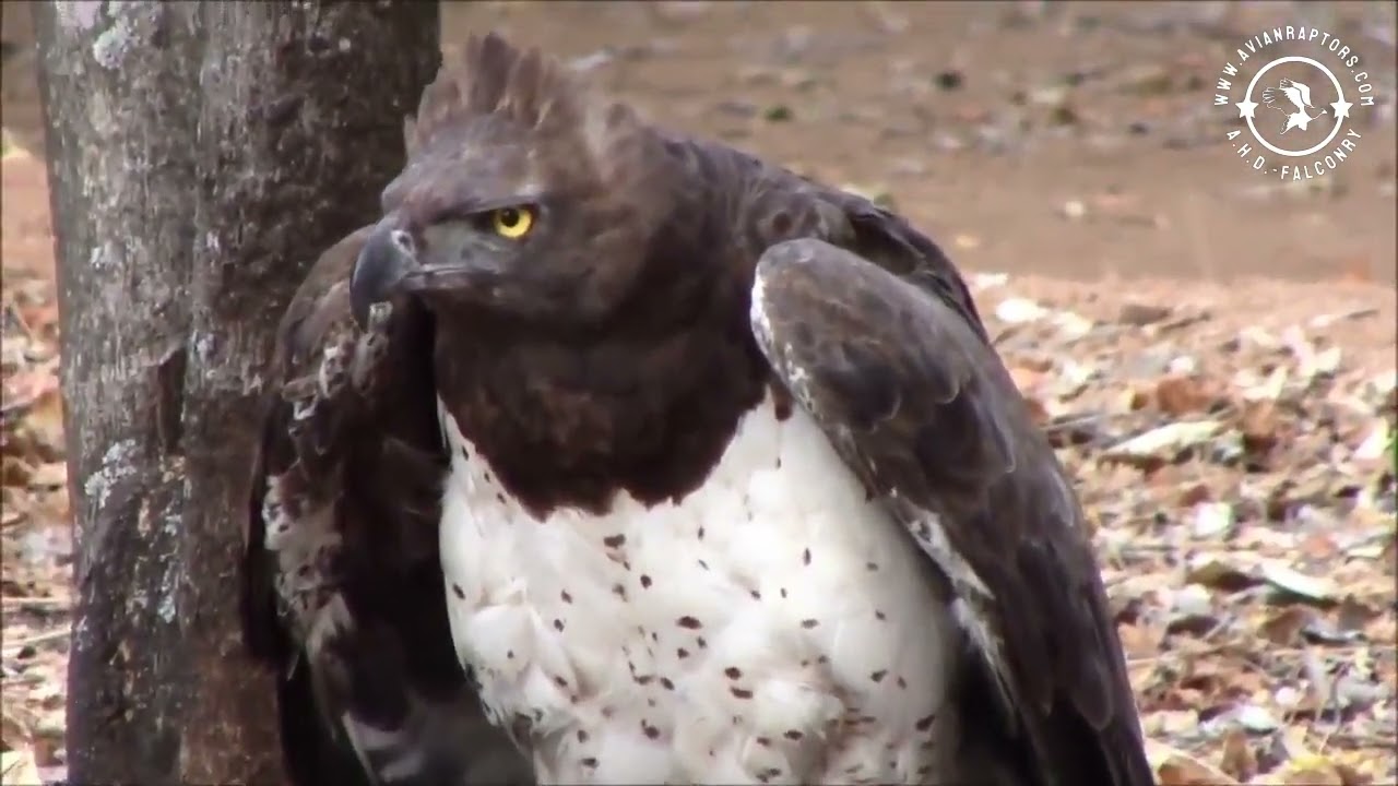 Martial eagle (Polemaetus bellicosus) - Cought a Hooded vulture (Necrosyrtes monachus).