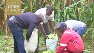 Zimbabwean migrants build profitable farm business in south africa