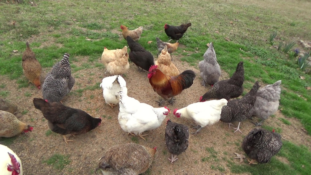 Несколько писем и одна неудача.