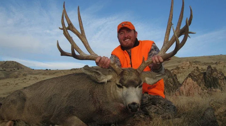 240" Mule Deer On Antelope Island 39" Wide - MossBack