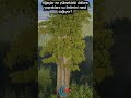 Yeryüzündeki En Büyük Ağaç #shorts