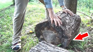 丸太をどかしたら触れてはいけない生物が出てきた