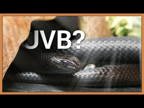 Video: Apakah ular hognose membutuhkan uvb?