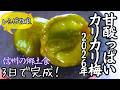 2026年【甘いカリカリ梅】レシピ改良版！３日で完成・種ではちみつ梅