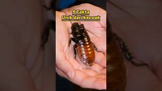 5 Fakta Unik dari Kecoak #kecoa #faktaunik #edukasi