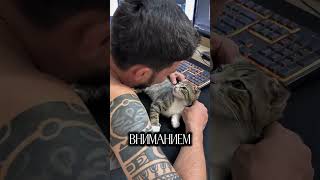 Понимает ли кошка поцелуи? 😘❤️ #cat #catdog #котики #веселыекоты #кот #barsik #котик #cute