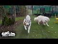 超スピードでリリーを置き去りにして番犬をするベルです　Great Pyrenees　グレートピレニーズ