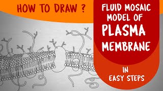 How to draw #FLUID MOSAIC MODEL OF PLASMA MEMBRANE in easy steps : Ncert class 11 CBSE Biology
