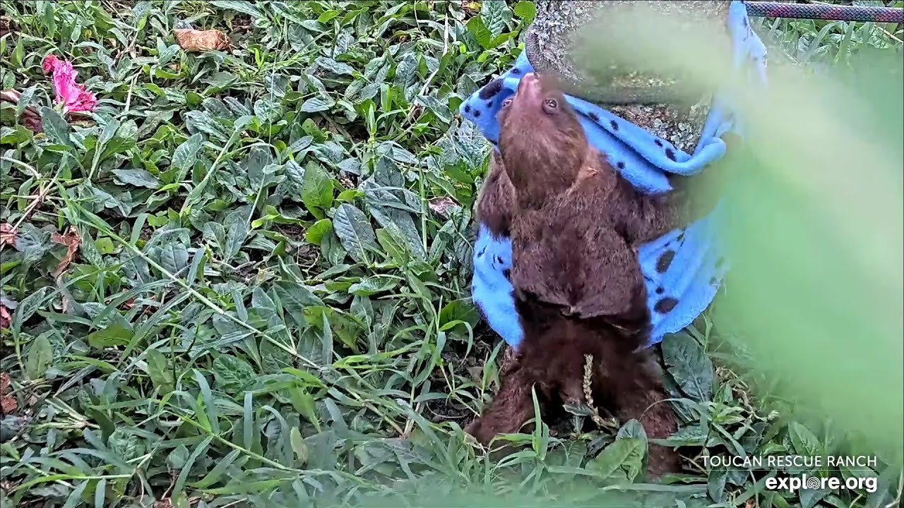 Baby sloth Moose goes poo π© - 01/21/24 - SlothTV via explore.org - YouTube
