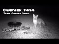 Gray Fox Vixen-Feral Cats-Rabbits-Birds CamPark T45A Trail Camera &amp; iPhone 11 Pro Video