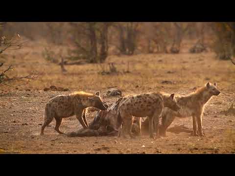 Black-backed jackal trying to steal hyenas food