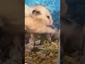 Hamster Digging for Snacks | Adorable Burrowing Behavior