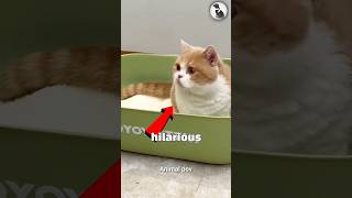 Cat Gets Confused by the Funniest Prank 😂 #honda125 #cat