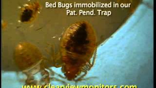 Clearview Bed Bug Trap Demo