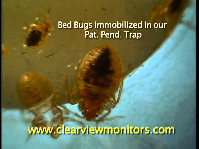 Clearview Bed Bug Trap Demo
