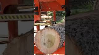 Sawing 1st Slab From A nice 10ft Poplar