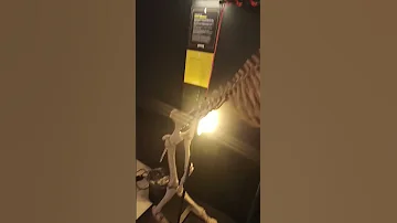 Скелет Единорога Amazing 