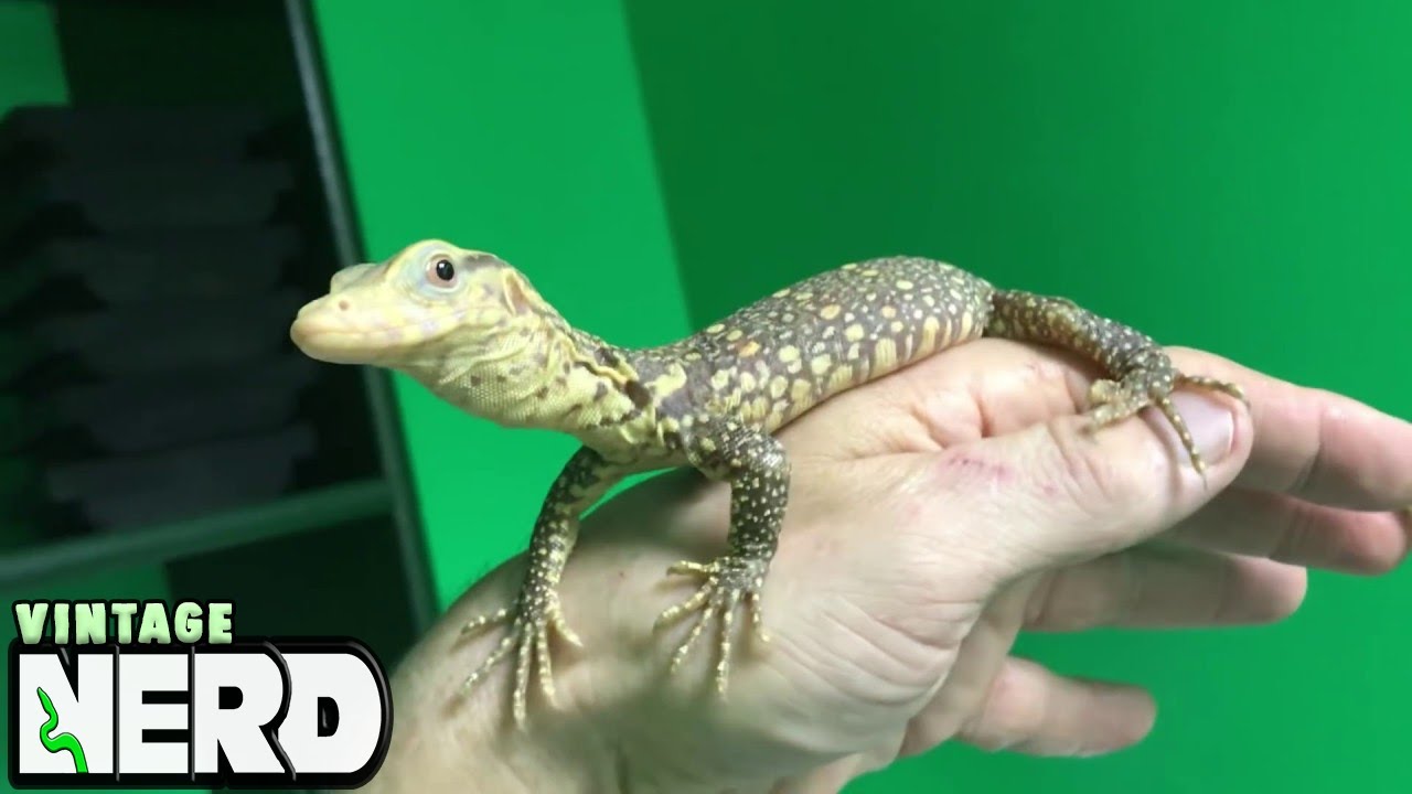 Part 4 - Your NEW REPTILE, what to do next , and let's do it RIGHT