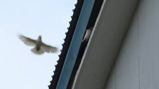 2 parrots (Tanimbar Cockatoo) fighting with 2 (Javan) myna