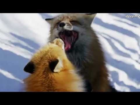 5 معلومات لا تعرفها عن الثعلب الأحمر 