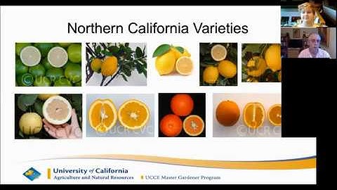 Introduction to Citrus Tree Gardening with Joe Jennings